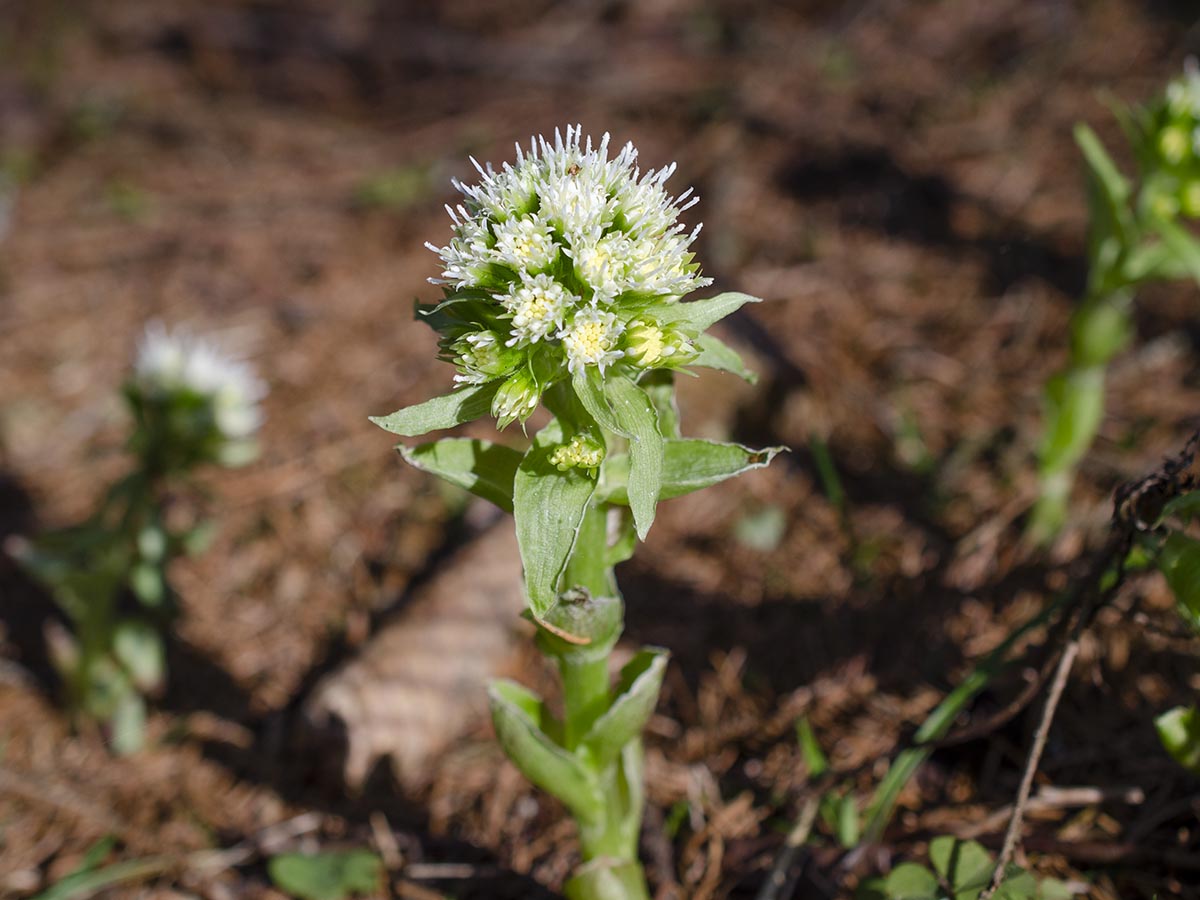 Petasites albus